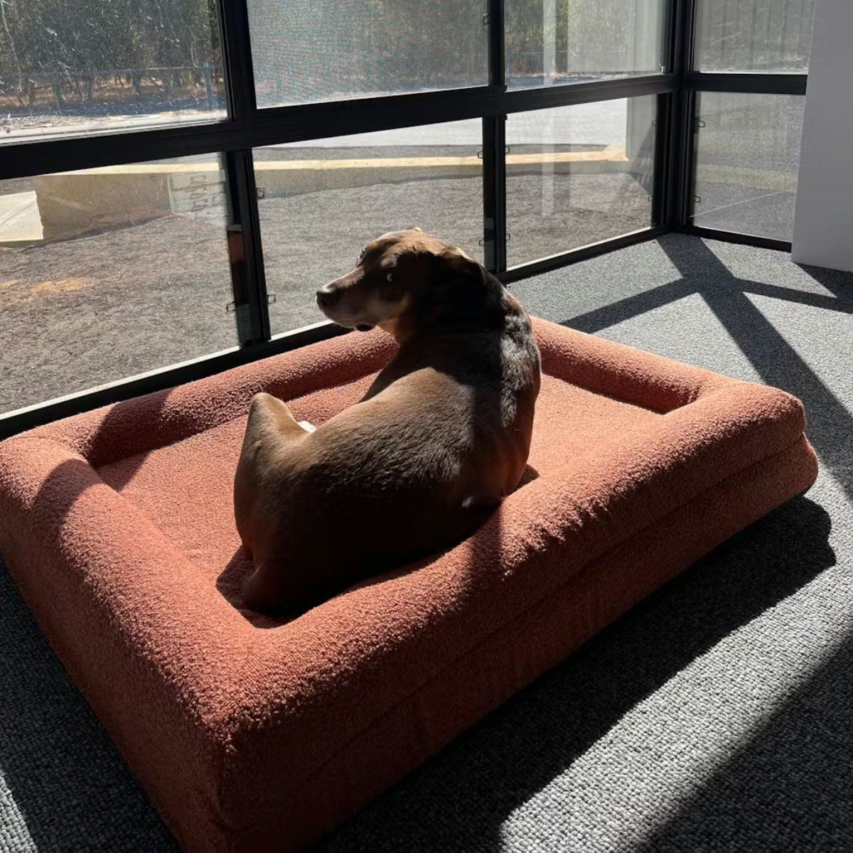 A dog resting on an ochre bouclé bed in afternoon sun by a window
