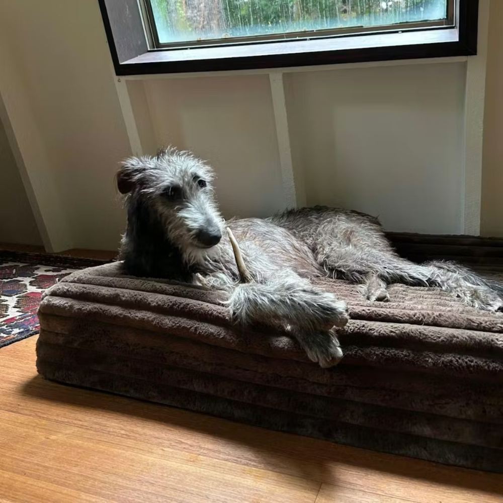An older dog resting on a bed in window light