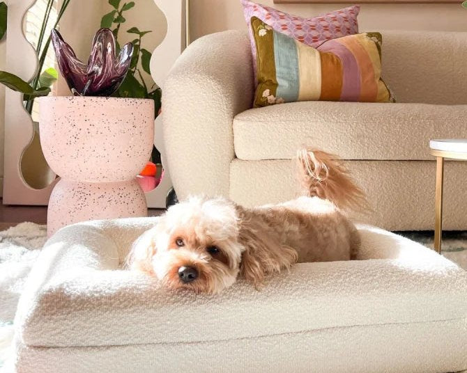 A bouclé dog bed cover on a bed in a bright room